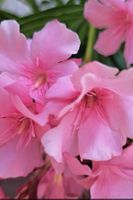 Oleander Jungpflanze, Madame Allen Rarität