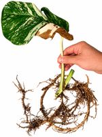 🌿 Variegierter Monstera-Ableger 🌿🤩