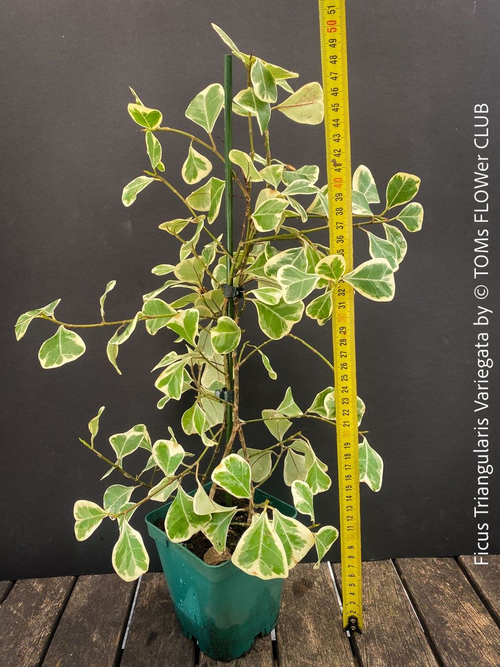 Pflanzen & Samen: Ficus Triangularis Variegata - einzigartige Dreiecksfeige – Neu und originalverpackt aus Adliswil von astom369 1