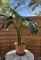 Plante Strelitzia nicolai dans pot en terre cuite