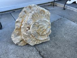 Ammonit Fossil Gestein ca 20 cm Durchmesser Naturstein
