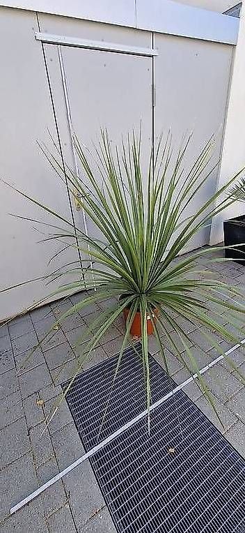 Piante & sementi: Nolina Nelsonii -Winterhart – Usato da Rudolfstetten venduto da Ferkel84 1