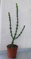 Euporbia meridionalis