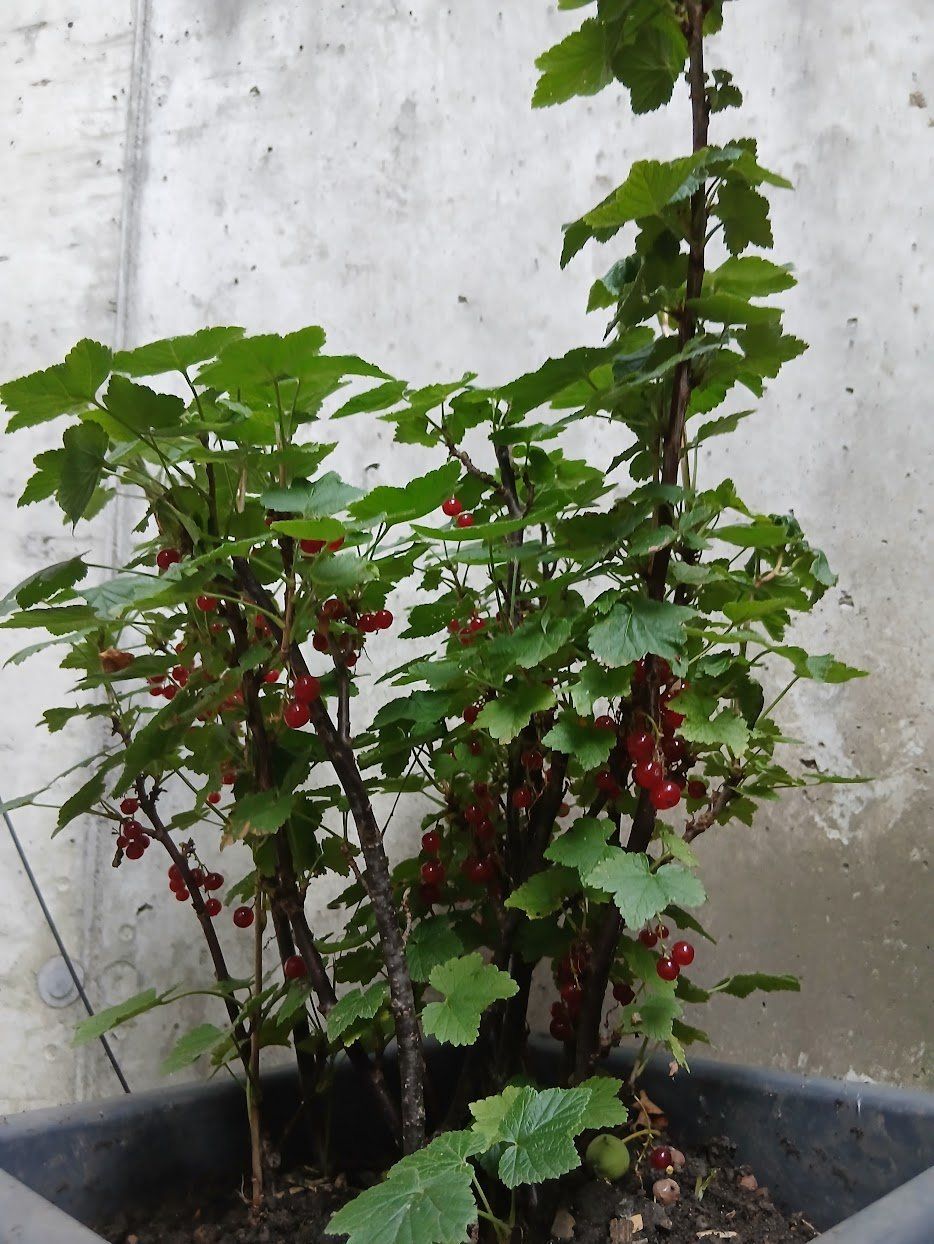 Plantes & graines: Johannisbeeren – D'occasion à Dübendorf par Fip05 1