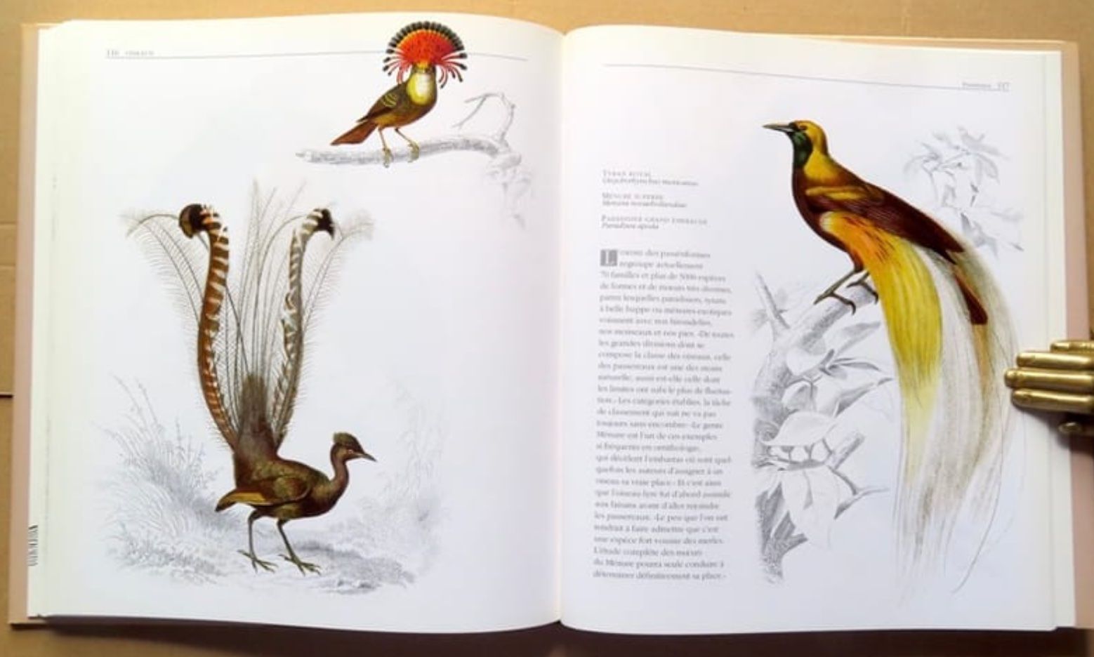 Libri: Les animaux vus par les grands maîtres – Nuovo (secondo la descrizione) da Le Locle venduto da LibrairieLaBergerie 2