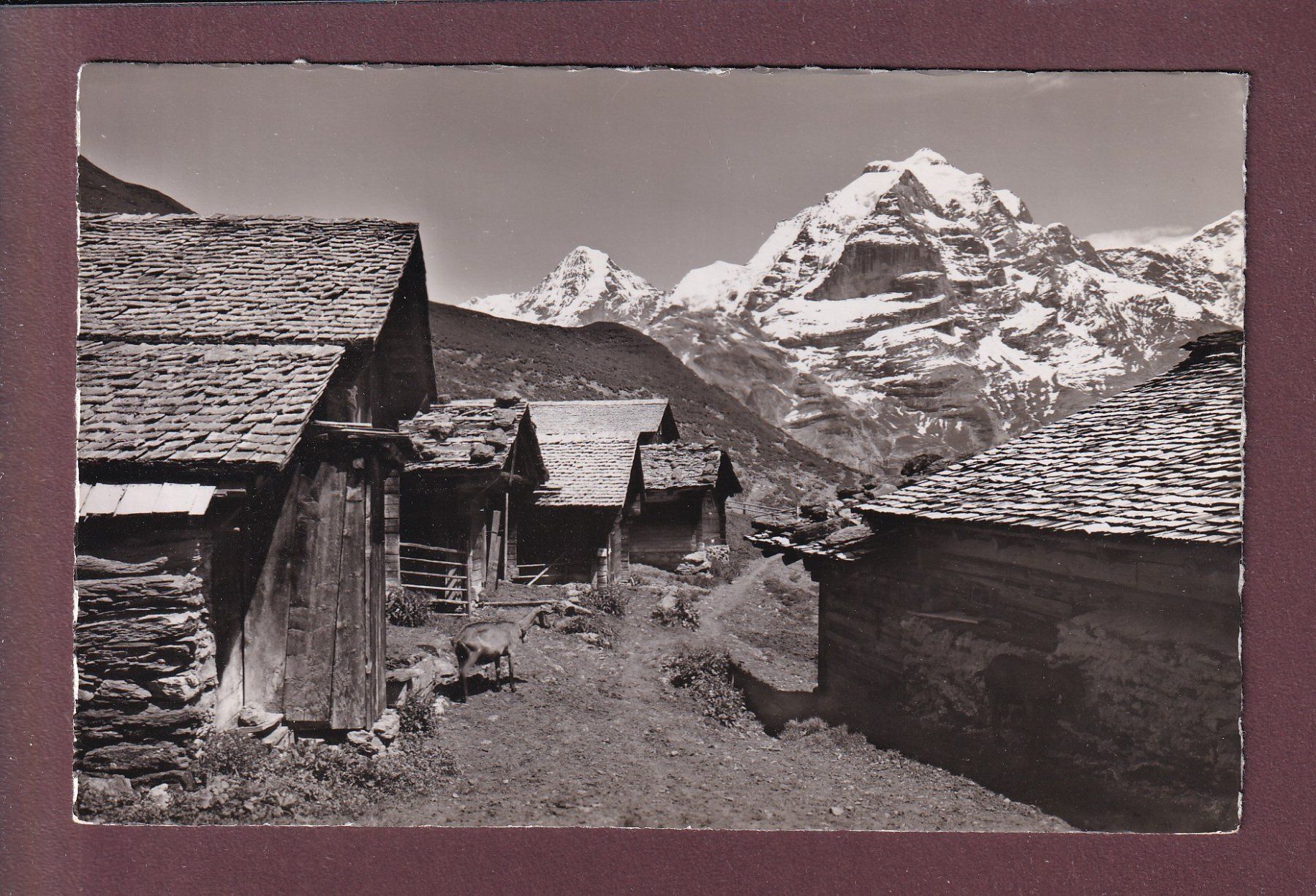 Cartoline postali: SCHILTALP ob Mürren - 1950 – Usato da Pully venduto da nicecards