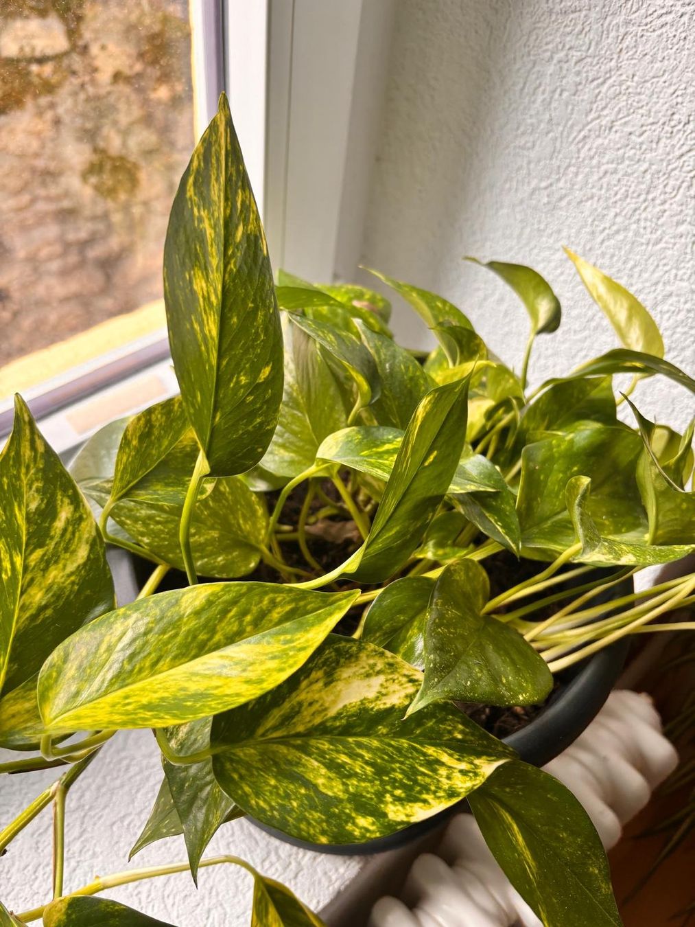Piante & sementi: Pothos avec son pot – Usato da Romainmôtier venduto da val_r8sn