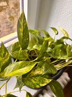 Pothos avec son pot
