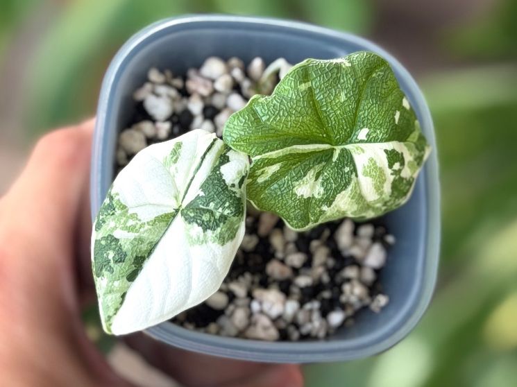Piante & sementi: Alocasia Melo Albo – Nuovo e nell'imballaggio originale da Gränichen venduto da Botanic_by_Junglia