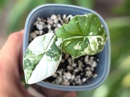 Alocasia Melo Albo