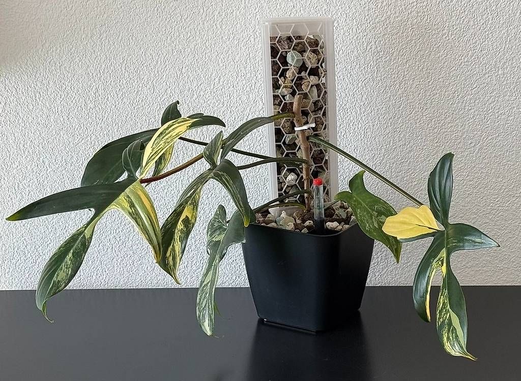 Piante & sementi: Philodendron Florida Beauty variegata, Mosspole – Usato da Aadorf venduto da Arkabraa