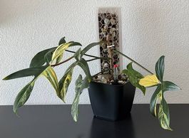 Philodendron Florida Beauty variegata, Mosspole