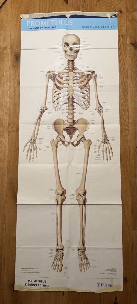 Foto & Immagini: Prometheus Anatomie Lernposter (x2) – Usato da Zürich venduto da gal_lt97 2