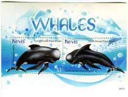 Block "Wale". Nevis.