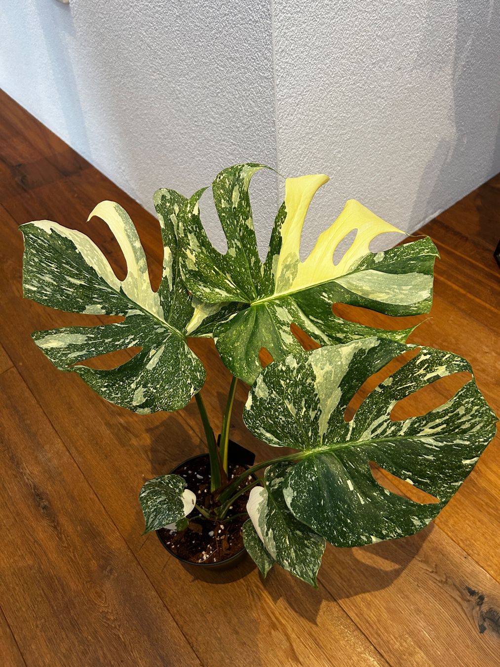 Pflanzen & Samen: Monstera Thai Constellation💚 – Gebraucht aus Wattwil von Mikesplantshop