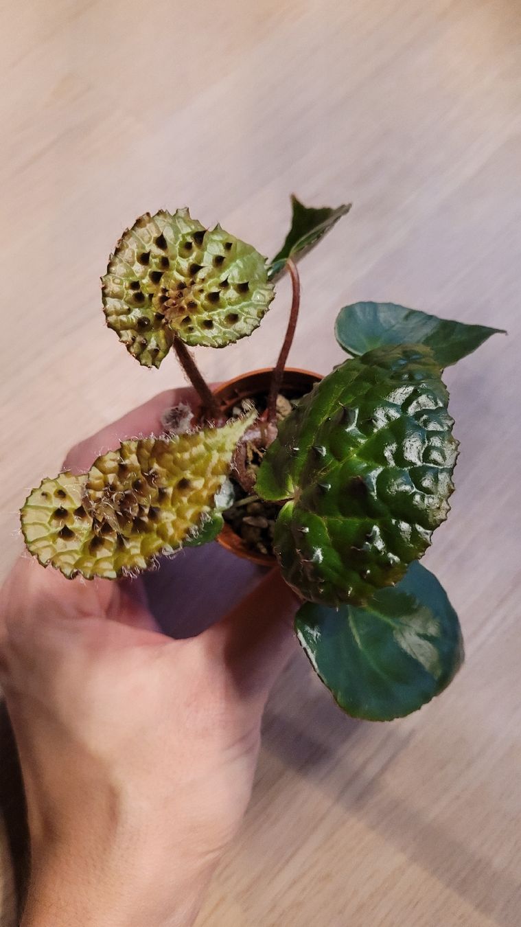 Pflanzen & Samen: Begonia "Troll" – Neu (gemäss Beschreibung) aus Zürich von  2