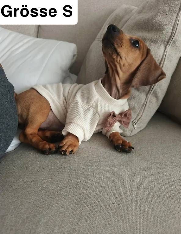 Abbigliamento: Hunde Bekleidung  – Usato da schaan venduto da nat_cx6y 3