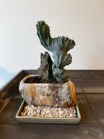 Sulkulente im Bonsaitopf mit Untersetzer