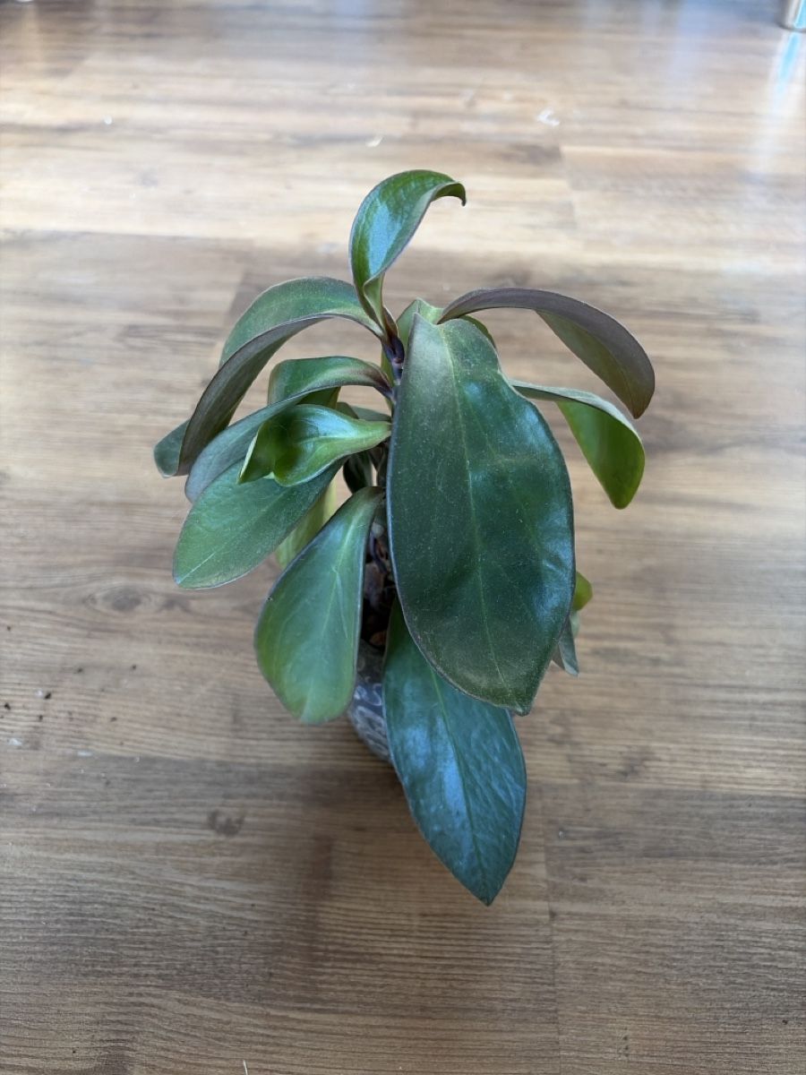 Plantes & graines: Pflanze  – D'occasion à Opfershofen TG par dan_nxk8 1