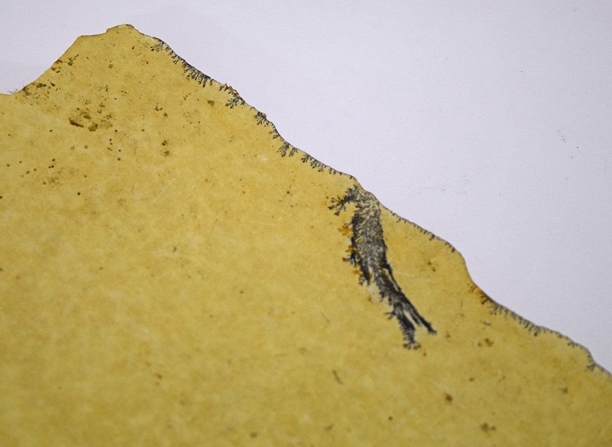 Fossili: Versteinerung aus den USA – Nuovo (secondo la descrizione) da Grabs venduto da Fadenquarz 3