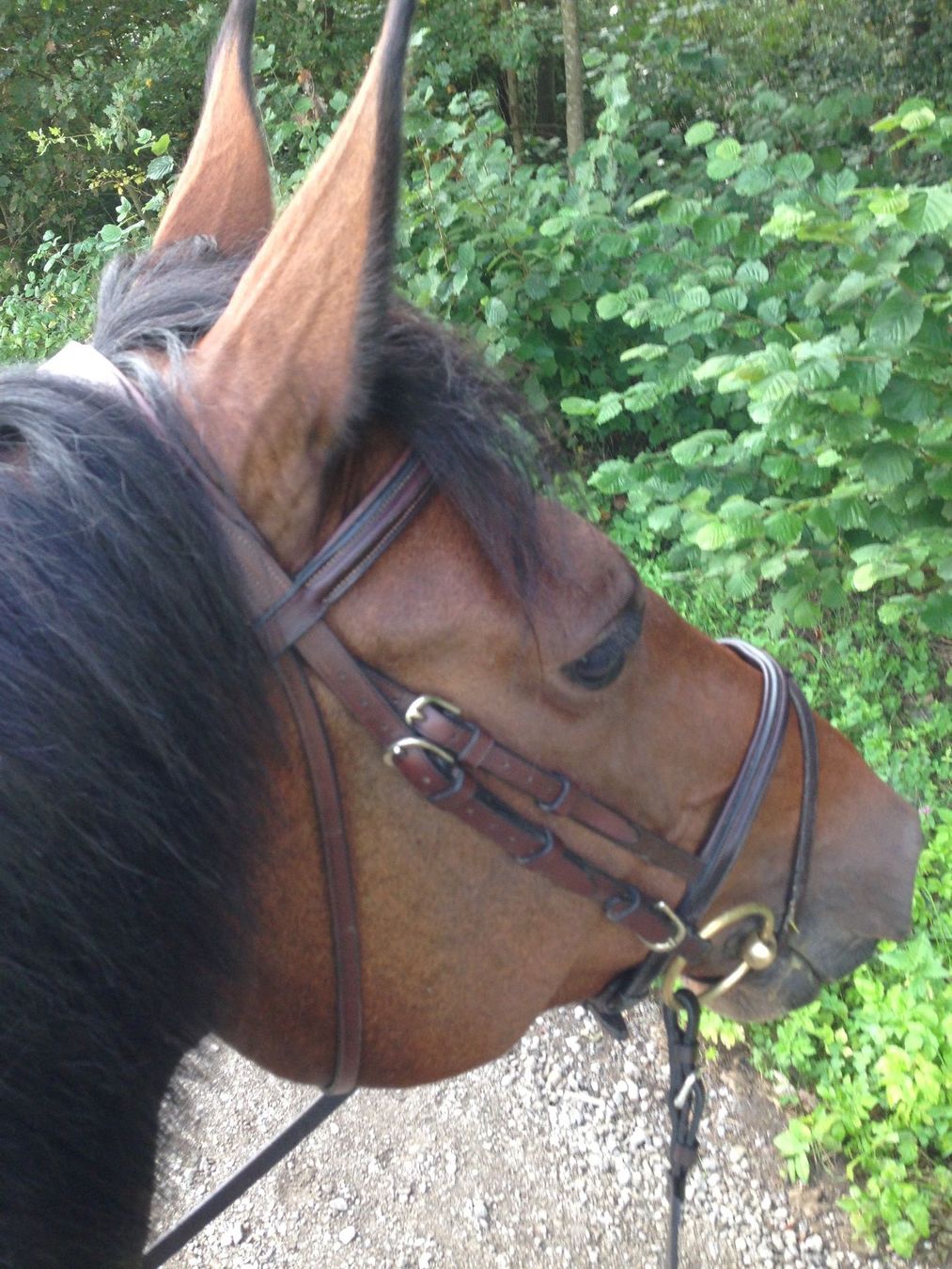 Briglie & Cavezze: Pessoa Zaum Braun Leder - Cob – Usato da Wohlen AG venduto da Robballantine 2