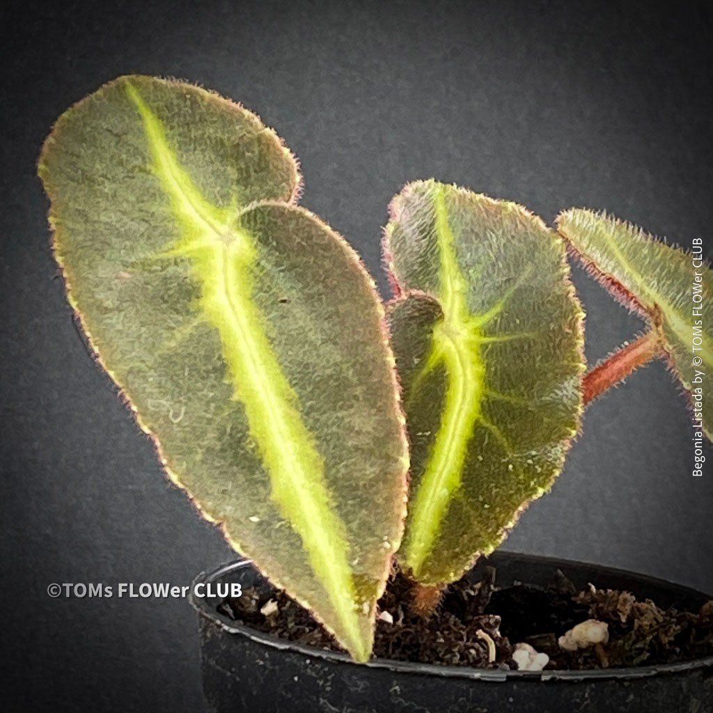 Piante & sementi: Begonia Listada - tropisch aus Brasilien – Nuovo e nell'imballaggio originale da Adliswil venduto da TAKEYOURPLANT 8