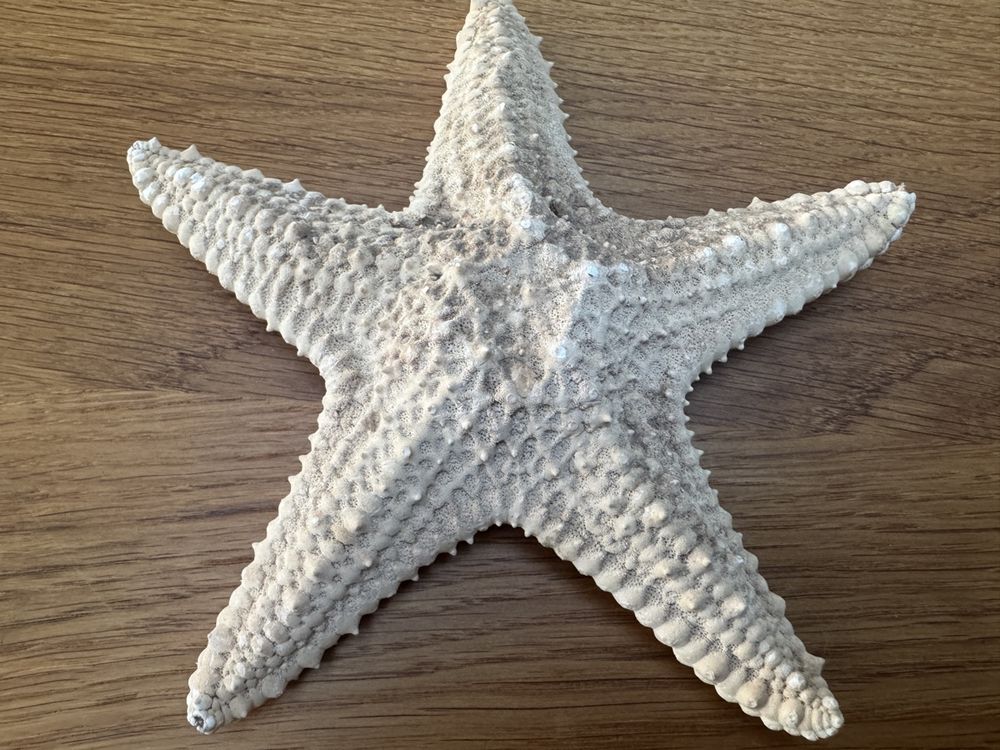 Tutte le decorazioni: Grosser SEESTERN ca. 20 cm Durchmesser - tolles Deko Objekt – Nuovo (secondo la descrizione) da Gurmels venduto da topsommer 1
