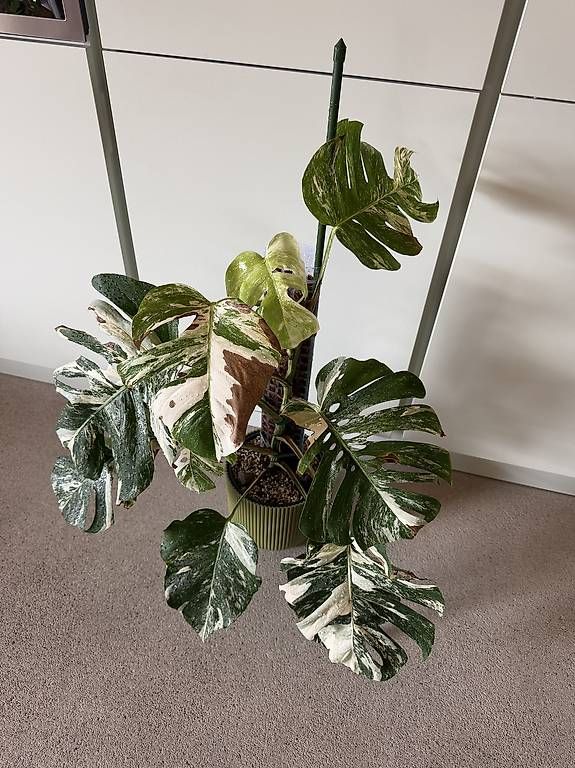 Piante & sementi: Monstera Albo Variegata à vendre – Usato da Daillon venduto da bugle83 1