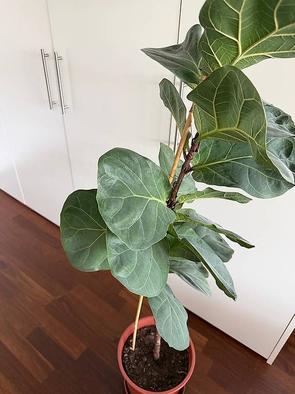 Piante & sementi: Geigenfeige / Ficus Lyrata – Usato da Ennetbaden venduto da miboo 2