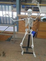 Skelett Halloween