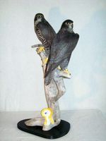 Präparat Falke Gerfalke Paar - Rarität