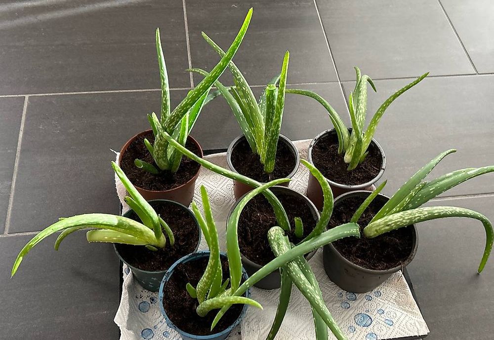 Aloe Vera Ableger (Gebraucht) in Vaduz fr CHF 5  nur Abholung auf Ricardo  kaufen