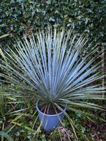 Yucca Rostrata - winterharte Yucca für sonnigen Balkon