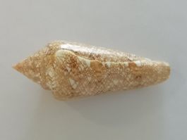 Muschel Conus Gloria Maris 84mm Muscheln Cebu Shell
