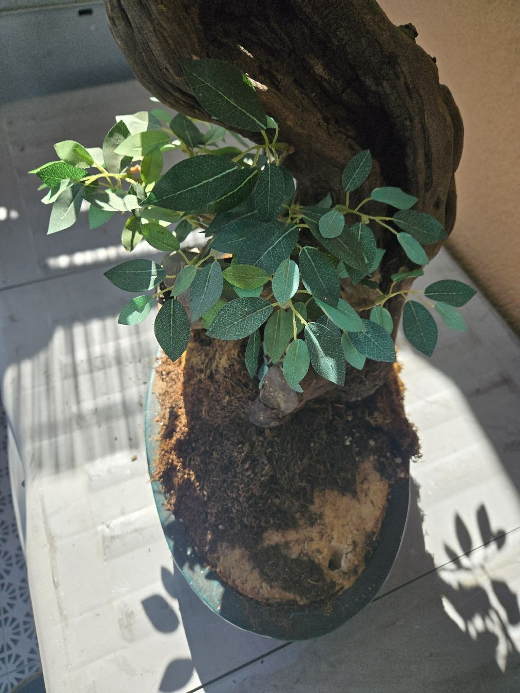 Tutte le decorazioni: Deko Kunst Bonsai Pflanze – Usato da Gutenburg venduto da shinobi0072 3