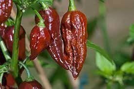 Pflanzen & Samen: BHUT JOLOKIA CHOCO PIMENT TRES FORT 10g – Neu (gemäss Beschreibung) aus Bremblens von FIBONACCI369 1