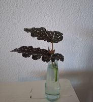 Begonia Cracklin' Rosie Steckling