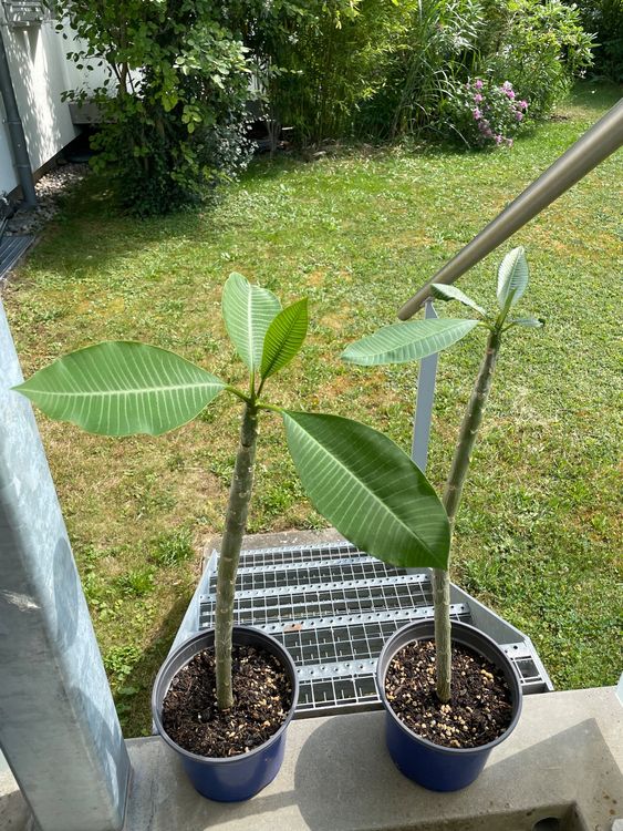 Plumeria Frangipani Stecklinge (Gebraucht) in Ipsach fr CHF 30  nur  Abholung auf Ricardo kaufen