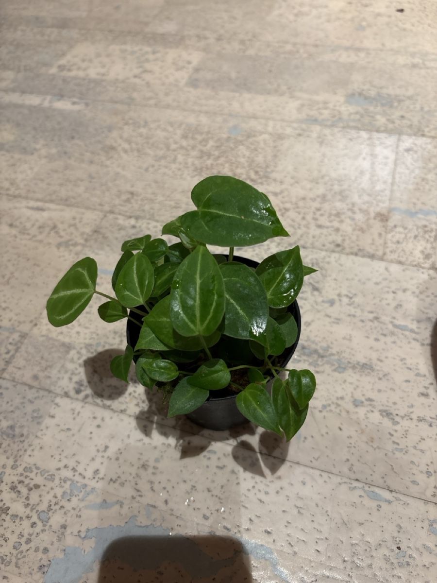 Piante & sementi: Anthurium Hybrid – Usato da Niederbüren venduto da Monde09 2