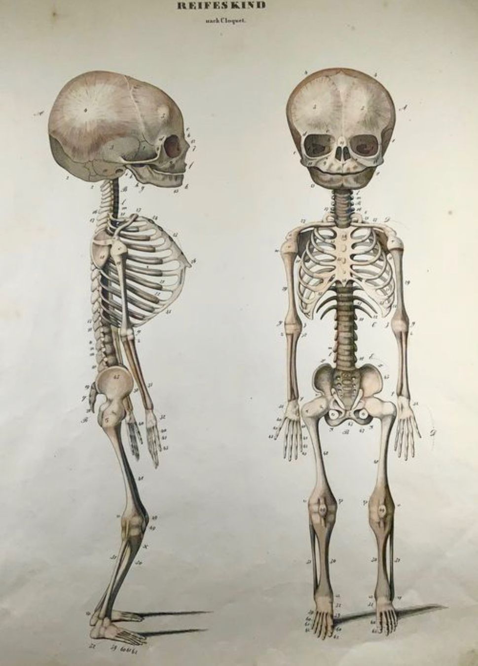 Foto & Immagini: Affiche d’anatomie 1829 – Usato da Biel/Bienne venduto da Dragonpandora 2