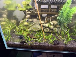 Sagittaria subulata – Zwergpfeilkraut / Aquariumpflanze