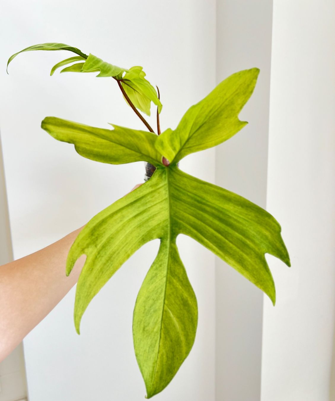 Piante & sementi: Philodendron Florida Ghost🔥 – Usato da Glattpark(Opfikon) venduto da ste_n99y 5