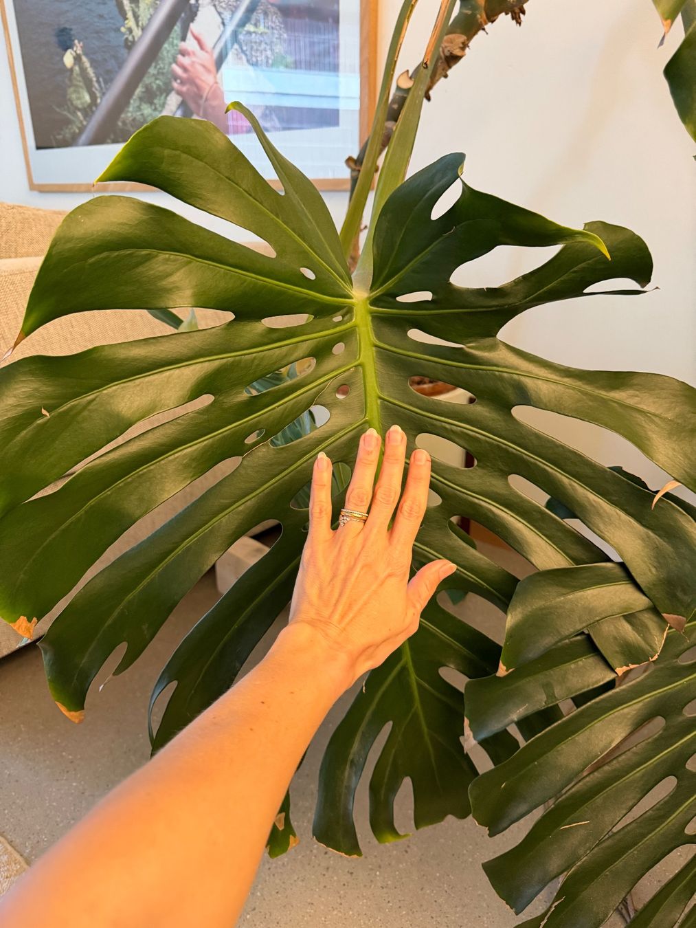 Piante & sementi: Monstera XXL – Usato da Zürich venduto da dudeli83 7