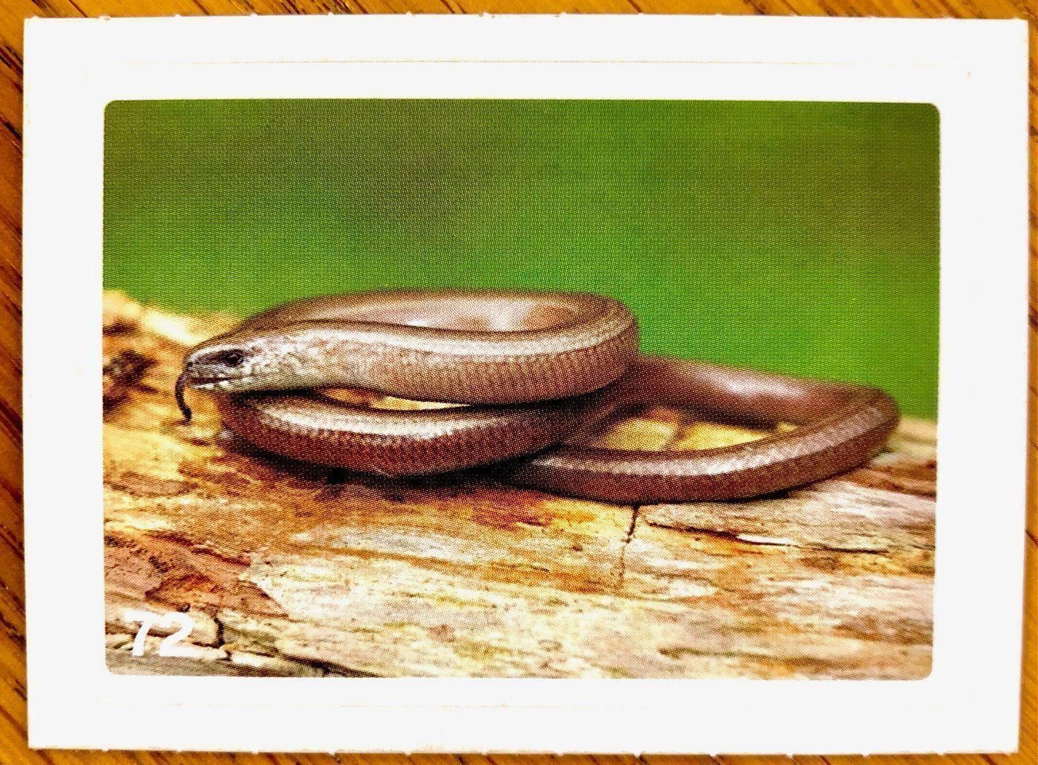 Migros Carte collezionabili: Migros Nature Detectives - Bild Nr. 72 – Nuovo (secondo la descrizione) da Oberrieden venduto da Zimmerberg10