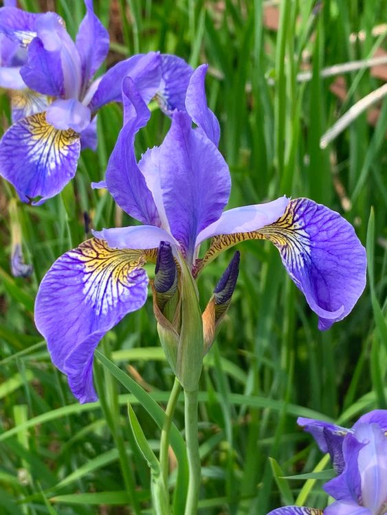 6 blaue Sibirische Iris winterharte Gartenpflanze aus Topf Kaufen auf