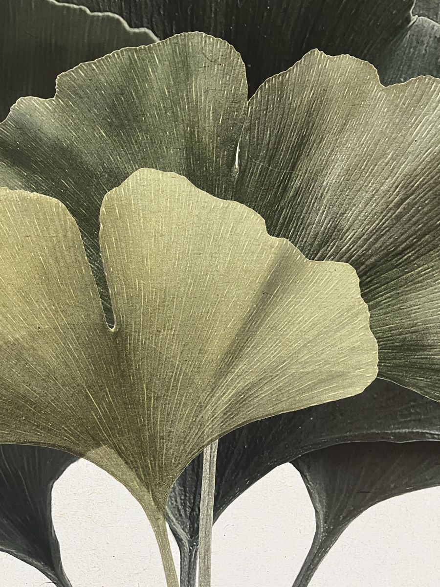 Foto & Immagini: Ginko Bild auf Leinwand – Nuovo (secondo la descrizione) da Wermatswil venduto da -secondchance- 4