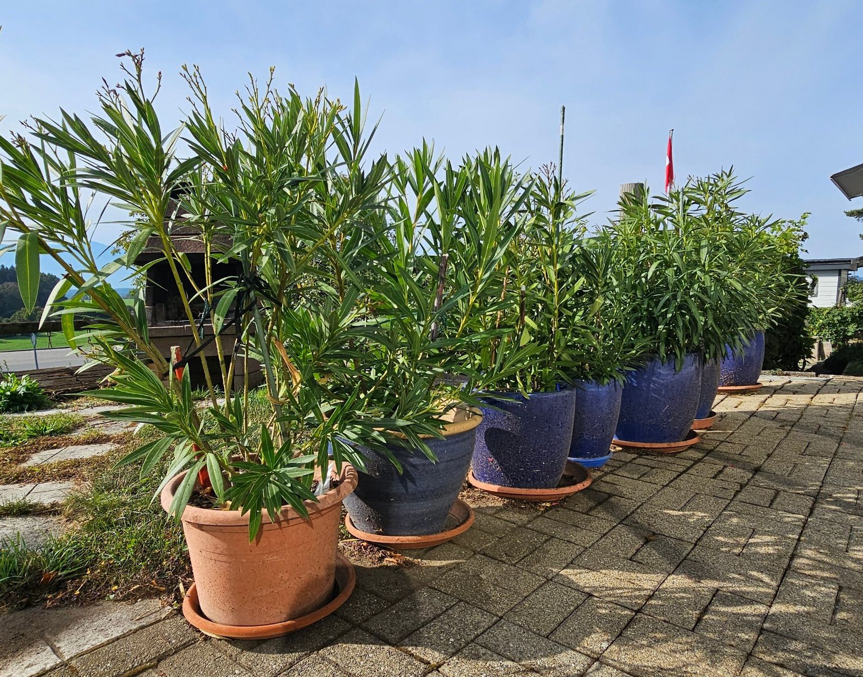 Pflanzen & Samen: Oleander im Topf Preis pro Stück – Gebraucht aus Rain von Rasala3 2