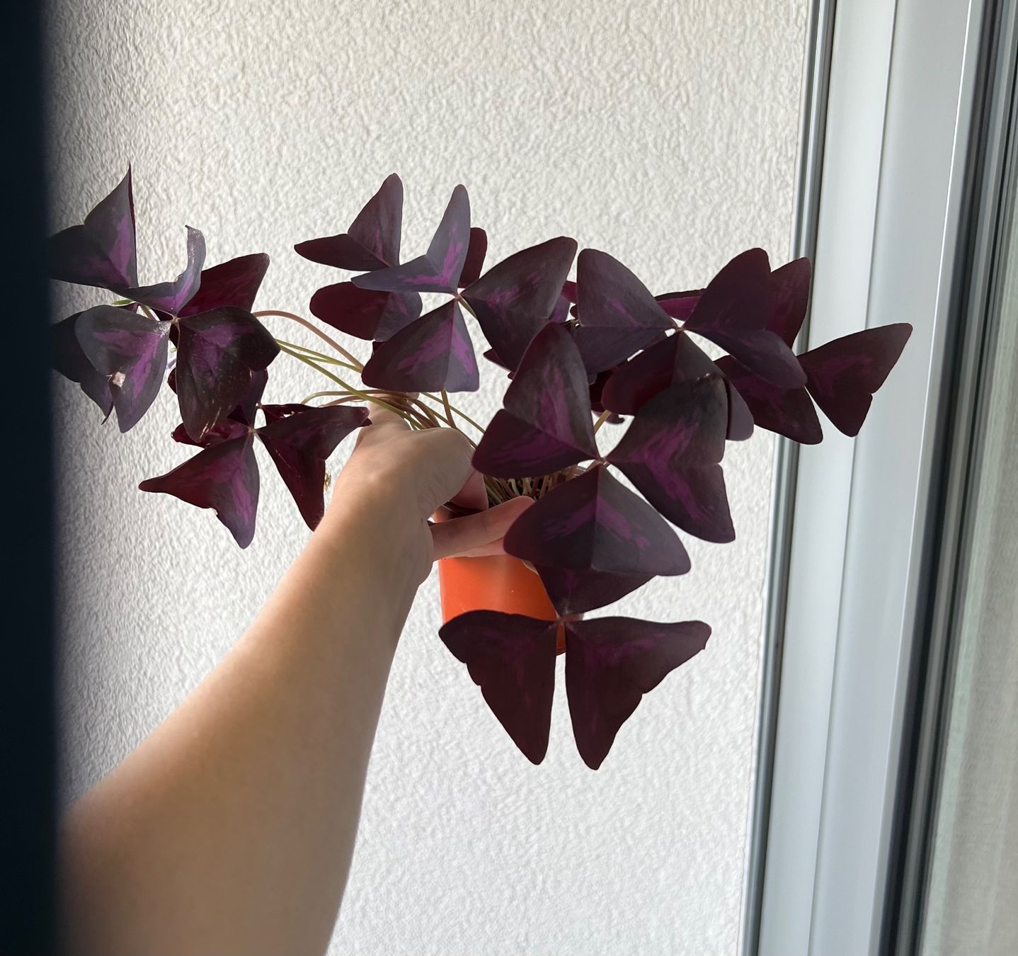 Piante & sementi: Oxalis Triangularis, Roter Glücksklee – Usato da Glattpark(Opfikon) venduto da ste_n99y 3