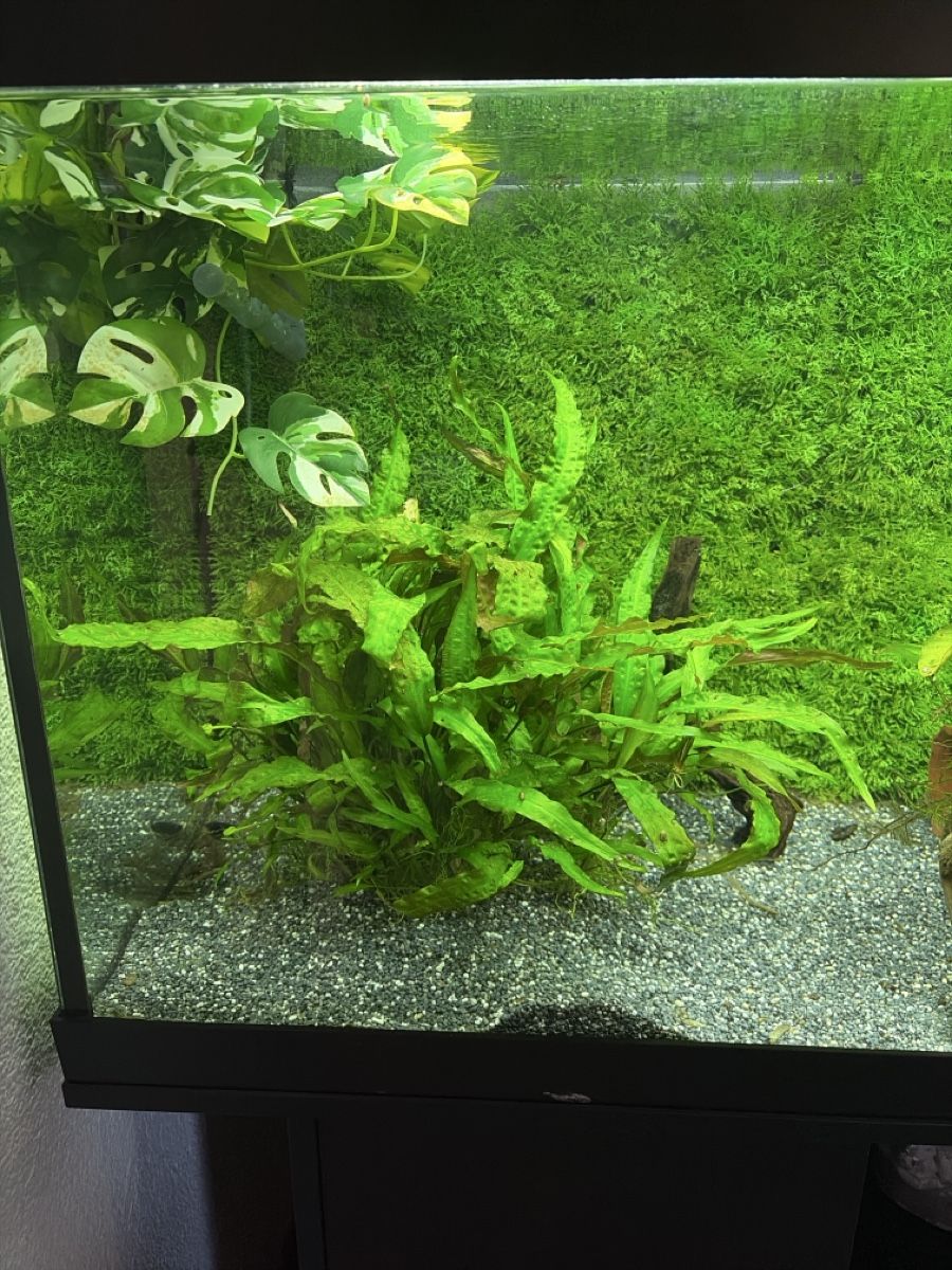 Pflanzen & Samen: Aquarium Pflanze Hammerschlag – Neu (gemäss Beschreibung) aus Reinach AG von joy_q2gl