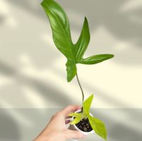 🔥Philodendron Florida Ghost (mit Neuaustrieb)